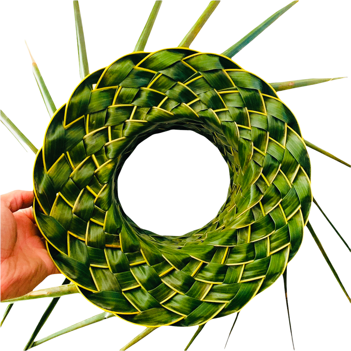 where to buy house plants ZZ Plant, Buy Zamioculcas Zamiifolia Live Indoor Houseplant Online 4